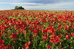  Poppy field 